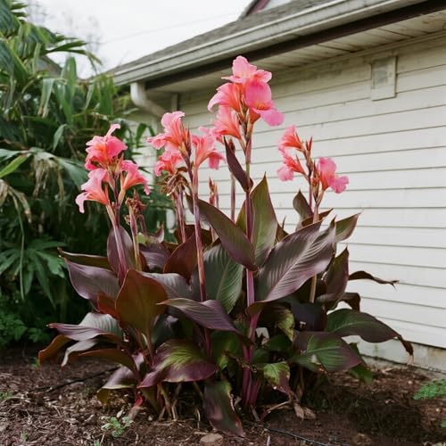 [Vnuhgzs] Mehrjährige, kältebeständige Gartengrünwand/Canna-Pflanze/Canna mit violetten Blättern/Teich-Feuchtgebiet-Gartenlandschaftsdekoration-1 zwiebeln-J von Vnuhgzs