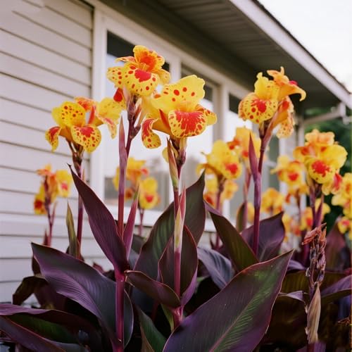 [Vnuhgzs] Mehrjährige, kältebeständige Gartengrünwand/Canna-Pflanze/Canna mit violetten Blättern/Teich-Feuchtgebiet-Gartenlandschaftsdekoration-2 zwiebeln-B von Vnuhgzs