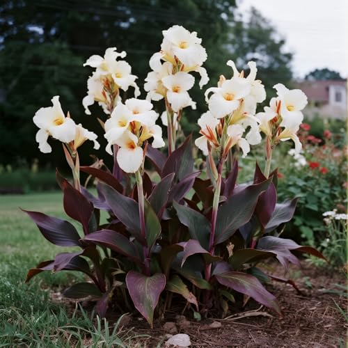 [Vnuhgzs] Mehrjährige, kältebeständige Gartengrünwand/Canna-Pflanze/Canna mit violetten Blättern/Teich-Feuchtgebiet-Gartenlandschaftsdekoration-3 zwiebeln-C von Vnuhgzs