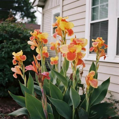 [Vnuhgzs] Mehrjährige, kältebeständige Gartengrünwand/Canna-Pflanze/Canna mit violetten Blättern/Teich-Feuchtgebiet-Gartenlandschaftsdekoration-3 zwiebeln-H von Vnuhgzs
