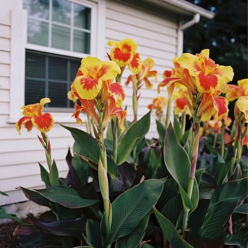 [Vnuhgzs] Mehrjährige, kältebeständige Gartengrünwand/Canna-Pflanze/Canna mit violetten Blättern/Teich-Feuchtgebiet-Gartenlandschaftsdekoration-4 zwiebeln-G von Vnuhgzs