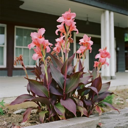 [Vnuhgzs] Mehrjährige, kältebeständige Gartengrünwand/Canna-Pflanze/Canna mit violetten Blättern/Teich-Feuchtgebiet-Gartenlandschaftsdekoration-4 zwiebeln-I von Vnuhgzs