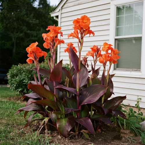 [Vnuhgzs] Mehrjährige, kältebeständige Gartengrünwand/Canna-Pflanze/Canna mit violetten Blättern/Teich-Feuchtgebiet-Gartenlandschaftsdekoration-5 zwiebeln-F von Vnuhgzs