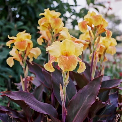 [Vnuhgzs] Mehrjährige Garten-Grünwand/Canna-Pflanze, winterhart, großblättriges Canna/Teich, Feuchtgebiet, Gartenlandschaft-3 zwiebeln-C von Vnuhgzs