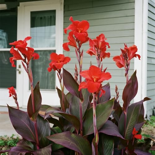 [Vnuhgzs] Mehrjährige winterharte Gartengrünwand/Canna-Pflanze/Großblättrige Canna/Teich-Feuchtgebiet-Gartenlandschaft-1 zwiebeln-F von Vnuhgzs