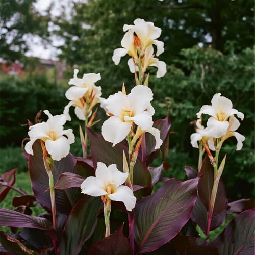 [Vnuhgzs] Mehrjährige winterharte Gartengrünwand/Canna-Pflanze/Großblättrige Canna/Teich-Feuchtgebiet-Gartenlandschaft-1 zwiebeln-I von Vnuhgzs