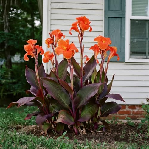 [Vnuhgzs] Mehrjährige winterharte Gartengrünwand/Canna-Pflanze/Großblättrige Canna/Teich-Feuchtgebiet-Gartenlandschaft-2 zwiebeln-D von Vnuhgzs