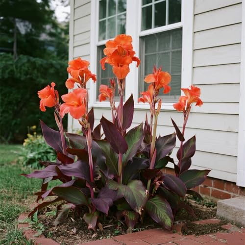 [Vnuhgzs] Mehrjährige winterharte Gartengrünwand/Canna-Pflanze/Großblättrige Canna/Teich-Feuchtgebiet-Gartenlandschaft-2 zwiebeln-E von Vnuhgzs