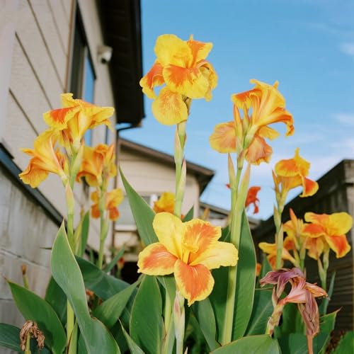 [Vnuhgzs] Mehrjährige winterharte Gartengrünwand/Canna-Pflanze/Großblättrige Canna/Teich-Feuchtgebiet-Gartenlandschaft-4 zwiebeln-G von Vnuhgzs