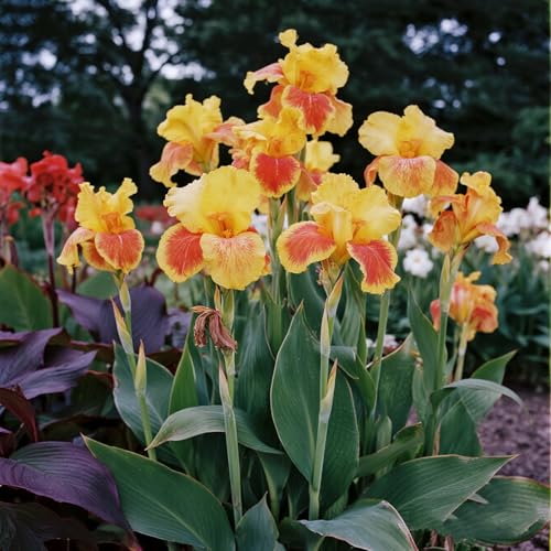 [Vnuhgzs] Mehrjährige winterharte Gartengrünwand/Canna-Pflanze/Großblättrige Canna/Teich-Feuchtgebiet-Gartenlandschaft-5 zwiebeln-A von Vnuhgzs