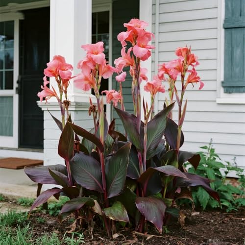 [Vnuhgzs] Mehrjährige winterharte Gartengrünwand/Canna-Pflanze/Großblättrige Canna/Teich-Feuchtgebiet-Gartenlandschaft-5 zwiebeln-H von Vnuhgzs
