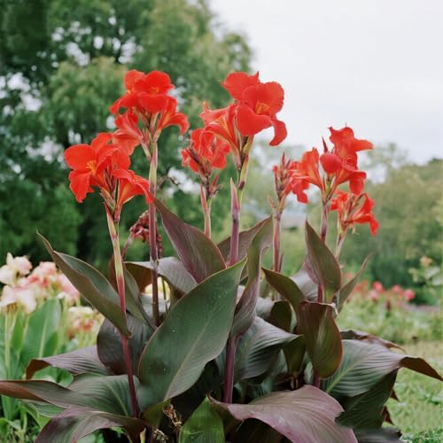 [Vnuhgzs] Mehrjährige winterharte Gartengrünwand/Canna-Pflanze/Großblättrige Canna/Teich-Feuchtgebiet-Gartenlandschaft-5 zwiebeln-J von Vnuhgzs
