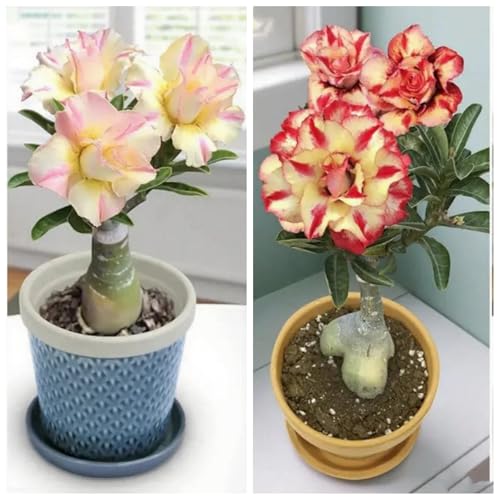 [Vnuhgzs] Winterharte, mehrjährige Wüstenrose/Balkon-Innendekoration/Blüht jährlich/Rhizom-2 Rhizom-B von Vnuhgzs