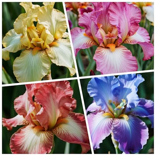 [Vnuhgzs] Winterharte Iris – großblumige Hybride – Garten-/Gartendekoration – winterharte Staude-10 Rhizome-E von Vnuhgzs