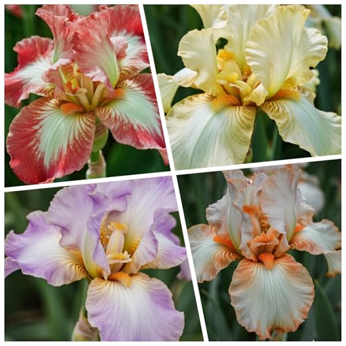 [Vnuhgzs] Winterharte Iris – großblumige Hybride – Garten-/Gartendekoration – winterharte Staude-15 Rhizome-B von Vnuhgzs