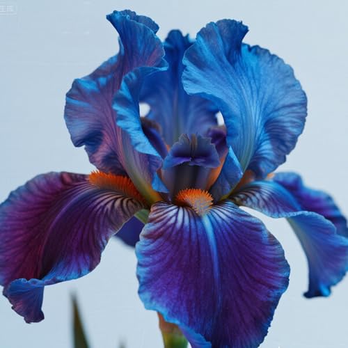 [Vnuhgzs] Winterharte Iris – großblumige Hybride – Garten-/Gartendekoration – winterharte Staude-15 Rhizome-B von Vnuhgzs