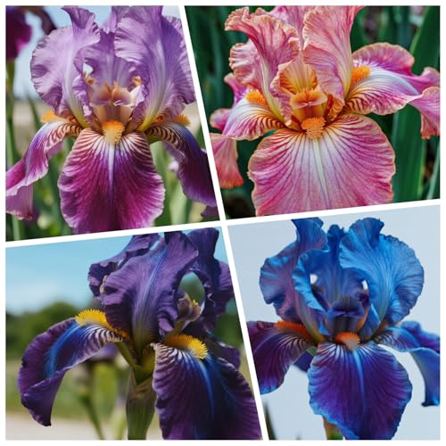 [Vnuhgzs] Winterharte Iris – großblumige Hybride – Garten-/Gartendekoration – winterharte Staude-4 Rhizome-D von Vnuhgzs