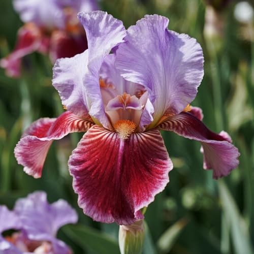 [Vnuhgzs] Winterharte Iris – großblumige Hybride – Garten-/Gartendekoration – winterharte Staude-4 Rhizome-H von Vnuhgzs