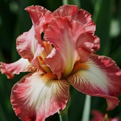 [Vnuhgzs] Winterharte Iris – großblumige Hybride – Garten-/Gartendekoration – winterharte Staude-6 Rhizome-J von Vnuhgzs