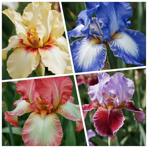 [Vnuhgzs] Winterharte Iris – großblumige Hybride – Garten-/Gartendekoration – winterharte Staude-8 Rhizome-C von Vnuhgzs