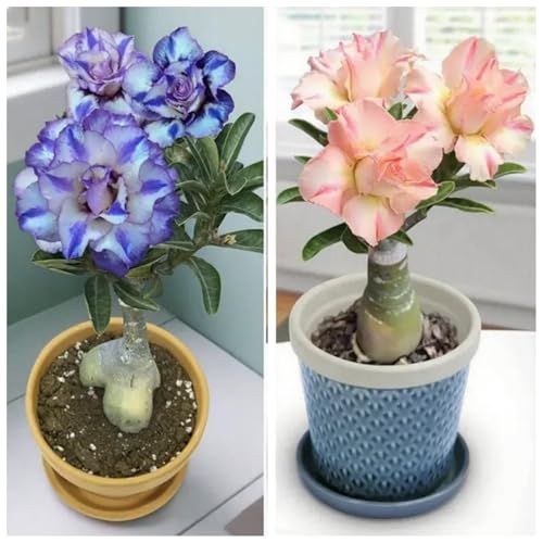 [Vnuhgzs] Winterharte Staude/Wüstenrose/Rhizom/Balkon/Bürotopfpflanze/Mehrjährige Blüte-1 Rhizom-C von Vnuhgzs