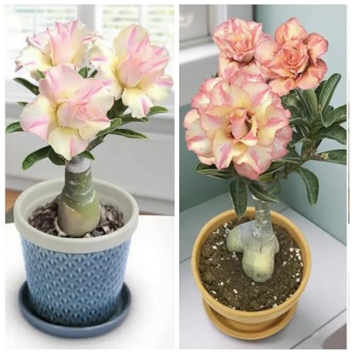 [Vnuhgzs] Winterharte Staude/geschwollenes Rhizom/Wüstenrose/Balkondekoration/Blüht jedes Jahr-1 Rhizom-A von Vnuhgzs