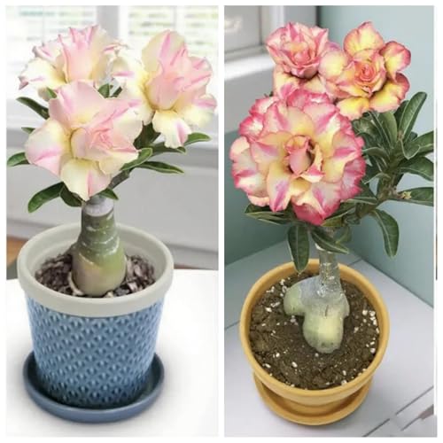 [Vnuhgzs] Winterharte Staude/geschwollenes Rhizom/Wüstenrose/Balkondekoration/Blüht jedes Jahr-1 Rhizom-C von Vnuhgzs