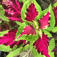 Coleus | Samen Fairway Rose, Lebendige Zierpflanze, Seltene Samen Zum Pflanzen, Ideal Für Draußen Und Drinnen, Buntes Geschenk Gärtner von VoMoVPlants