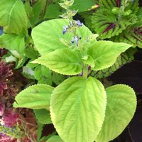 Coleus | Samen Große Blonde, Lebendige Zierpflanze, Seltene Samen Zum Pflanzen, Ideal Für Draußen Und Drinnen, Non-Gmo, Geschenk Gärtner von VoMoVPlants