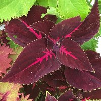 Coleus | Samen Kingswood Torch, Lebendige Zierpflanze, Seltene Samen Zum Pflanzen, Ideal Für Draußen Und Drinnen, Geschenk Gärtner von VoMoVPlants