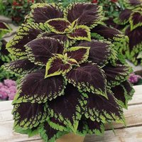 Coleus | Samen Kong Scarlet, Lebendige Zierpflanze, Seltene Samen Zum Pflanzen, Ideal Für Draußen Und Drinnen, Buntes Geschenk Gärtner von VoMoVPlants