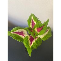 Coleus | Samen Kong Wassermelone, Lebendige Zierpflanze, Seltene Samen Zum Pflanzen, Ideal Für Drinnen Und Draußen, Geschenk Gärtner von VoMoVPlants