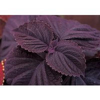 Coleus | Samen Riesenausstellung Palisandra, Lebendige Zierpflanze, Seltene Samen Zum Pflanzen, Im Freien Und Drinnen, Geschenk Für Gärtner von VoMoVPlants