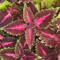 Coleus | Samen Schönheit Von Lyon, Lebendige Zierpflanze, Seltene Samen Zum Pflanzen, Ideal Für Draussen Und Drinnen, Buntes Geschenk Gärtner von VoMoVPlants