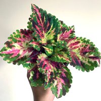 Coleus | Samen Superfine Rainbow Multicolor, Lebendige Zierpflanze, Seltene Samen Zum Pflanzen, Draußen Und Drinnen, Geschenk Für Gärtner von VoMoVPlants