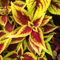 Coleus | Samen Trotz, Lebendige Zierpflanze, Seltene Samen Zum Pflanzen, Ideal Für Draußen Und Drinnen, Buntes Geschenk Gärtner von VoMoVPlants