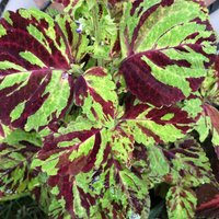 Coleus | Samen Zwerg-Mosaik, Lebendige Zierpflanze, Seltene Samen Zum Pflanzen, Ideal Für Draußen Und Drinnen, Buntes Geschenk Gärtner von VoMoVPlants