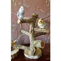 Freisitz Wellensittich Nymphensittich Papagei Kork Ast Sitzast Agaporniden Unzertrennliche Sperlingspapageien Kanarienvögel Vögel Kletterast Freisitz Wellensittich Nymphensittich Papagei Kork Ast Sitzast Agaporniden Unzertrennliche Sperlingspapageien Kanarienvögel Vögel Kletterast von Vogelmama