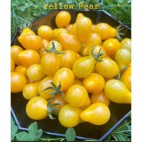 10 Samen Der Yellow Pear Tomate - Fruchtig-Süßer Genuss Aus Den Usa 10 Samen Der Yellow Pear Tomate - Fruchtig-Süßer Genuss Aus Den Usa von Vogt666