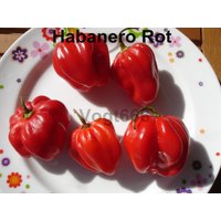 15 Habanero Rot Chili Samen Sehr Grosse Ergibige Sorte Scharf 10+ 15 Habanero Rot Chili Samen Sehr Grosse Ergibige Sorte Scharf 10+ von Vogt666