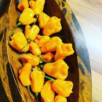 15 Jamaican Scotch Bonnet Long Yellow Chili Samen Seeds 15 Jamaican Scotch Bonnet Long Yellow Chili Samen Seeds von Vogt666