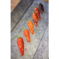 Aji Cajamarca Chili Samen Aus Peru Mit Nettem Farbspiel Hunderte Von Früchten Seeds Aji Cajamarca Chili Samen Aus Peru Mit Nettem Farbspiel Hunderte Von Früchten Seeds von Vogt666