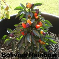 Bolivian Rainbow Chili Samen Zimmerpflanze Bunt Abreifend Sehr Dekorativ Seeds von Vogt666
