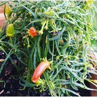 Candlelight Mutant Chili Samen Einzigartige Chilissorte Mit Farnartigen Laub Seeds Rare Candlelight Mutant Chili Samen Einzigartige Chilissorte Mit Farnartigen Laub Seeds Rare von Vogt666