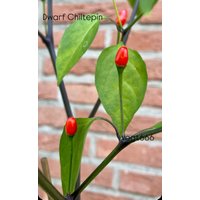 Dwarf Chiltepin Chili Samen , Urchili Wildchili Superscharf Massenträger Dwarf Chiltepin Chili Samen , Urchili Wildchili Superscharf Massenträger von Vogt666