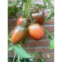 Dwarf Purple Heart Tomate 10 Samen Bis 300 Gramm Große Tomaten Seeds Dwarf Purple Heart Tomate 10 Samen Bis 300 Gramm Große Tomaten Seeds von Vogt666