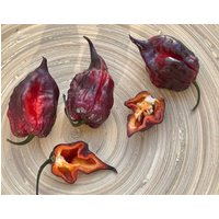 Gator Jigsaw Purple Chili Samen Wunderschönes Farbenspiel Sehr Scharf Seeds von Vogt666