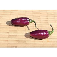 Pimenta Da Neyde Sehr Scharfe Schwarze Chili Mit Schwarzem Laub 10 Samen Pimenta Da Neyde Sehr Scharfe Schwarze Chili Mit Schwarzem Laub 10 Samen von Vogt666