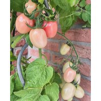 Pink Thai Egg Tomatensamen Ertragreiche Süße Buschtomate in Form Von Rosa Eiern Pink Thai Egg Tomatensamen Ertragreiche Süße Buschtomate in Form Von Rosa Eiern von Vogt666