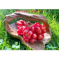 Reisetomate Siebenbürgen Tomaten Samen Alte Sorte Mit Abgetrennten Kammern Seeds Reisetomate Siebenbürgen Tomaten Samen Alte Sorte Mit Abgetrennten Kammern Seeds von Vogt666